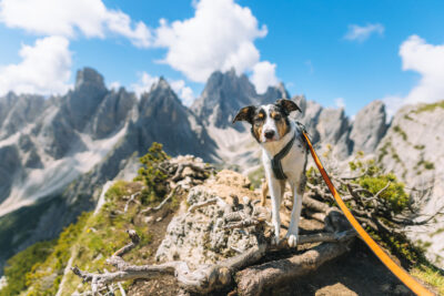 Wandelen met de hond in de bergen, foto genomen op een bergtop. Hond is aangelijnd met de oranje Canicross leiband van Non-stop dogwear.