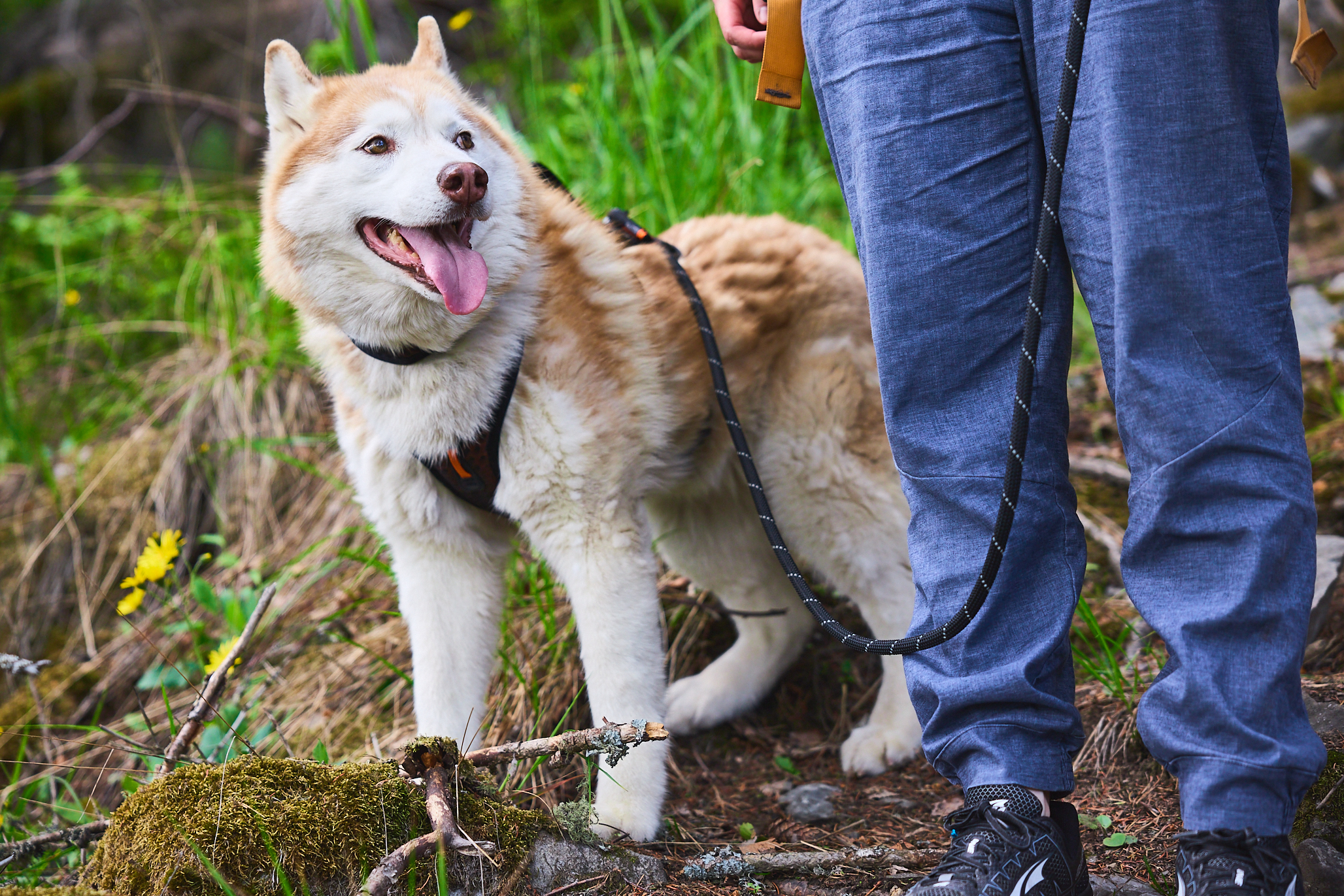 Husky in het bos met het harnas en de leiband uit de Rock serie van Non-stop Dogwear.