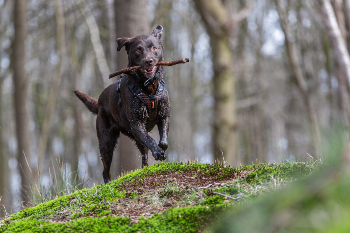 Labrador Nora komt uit het water en speelt met een stok, draagt Rock harnas en Rock halsband.
