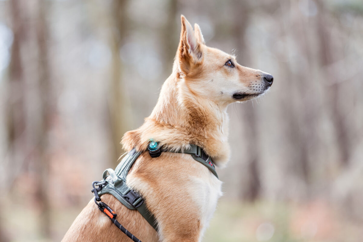 Mila Ramble harnas groen Orbiloc Dog Dual Turqoise Herderkruising Mila met groen Ramble harnas en Orbiloc turquoise lampje, in het bos
