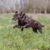 Nora_Ramble harnas_Paars Labrador in actie rennend over het veld met paars Ramble harnas van Non-stop dogwear