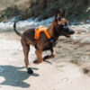 Ramble Harnas Mechelaar oranje Foto van een rennende Mechelaar puppy die het Ramble harnas van Non-stop Dogwear draagt in de kleur oranje-zwart.