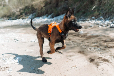Foto van een rennende Mechelaar puppy die het Ramble harnas van Non-stop Dogwear draagt in de kleur oranje-zwart.