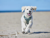 Golden retriever puppy met het Ramble harnass in het groen van Non-stop dogwear aan rent langs het strand.
