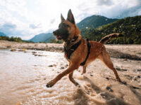 Afbeelding van een Mechelse herder die in het water speelt in een bergachtig landschap, met de Rock Adjustable Collar en het Rock Harness aan.
