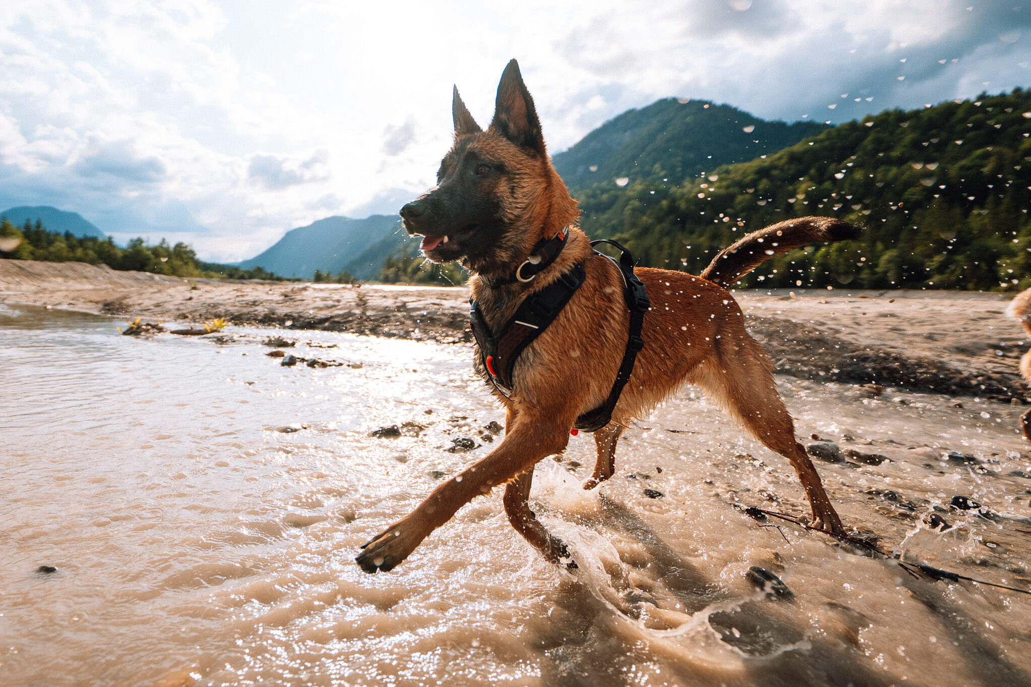 Afbeelding van een Mechelse herder die in het water speelt in een bergachtig landschap, met de Rock Adjustable Collar en het Rock Harness aan.