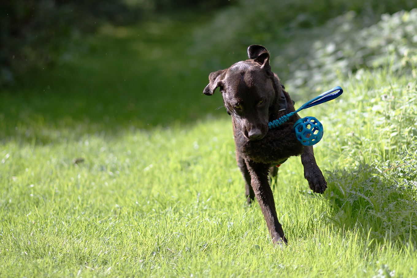 Foto van labrador Nora met het Wooly trekspeeltje uit schapenvacht, bestaande uit een blauwe hol-ee roller bal, een blauw handvat en donkerbruine schapenvacht.