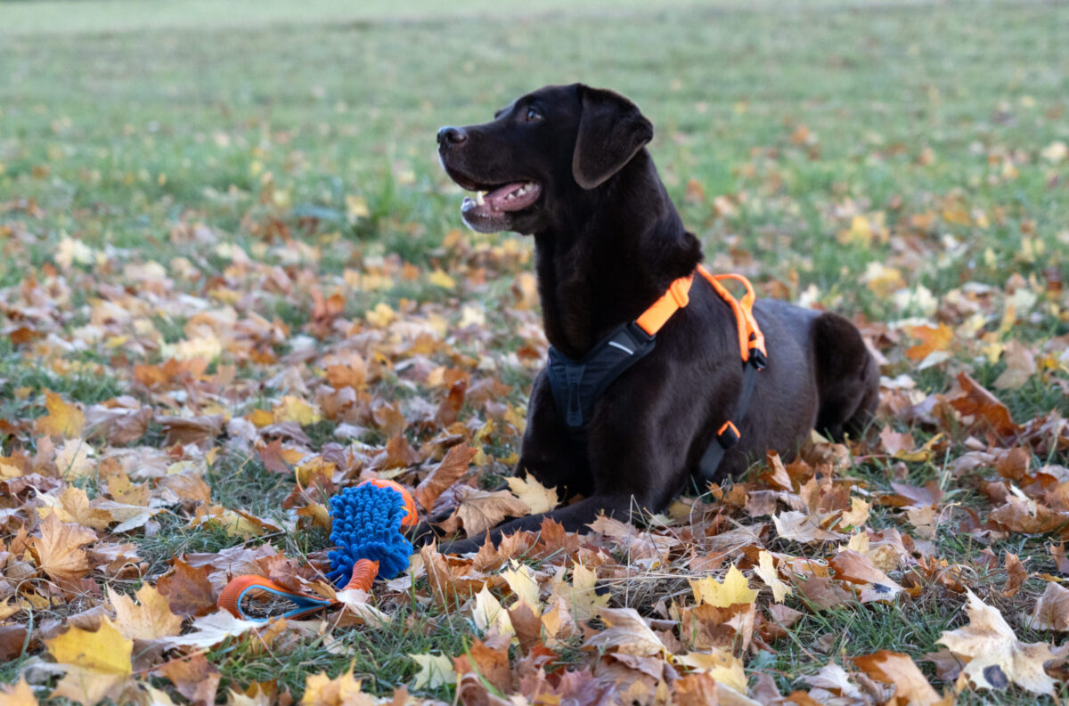 Jack Labrador Speeltje Chocolade labrador in het gras tussen de herfstbladeren met het hondenspeeltje tussen haar voorpoten. Ze draagt ook het oranje Ramble harnas.