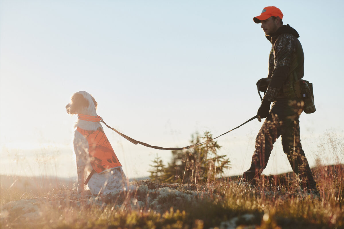 Foto tijdens golden hour van een zittende jachthond met reflecterende uitrusting, terwijl een man de Touring Bungee Leash Adjustable vasthoudt die aan de halsband van de hond is bevestigd.