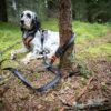 Liggende jachthond in het bos, tijdelijk vastgemaakt aan een boom met de verstelbare Touring leiband van Non-stop dogwear om een pauze te nemen.