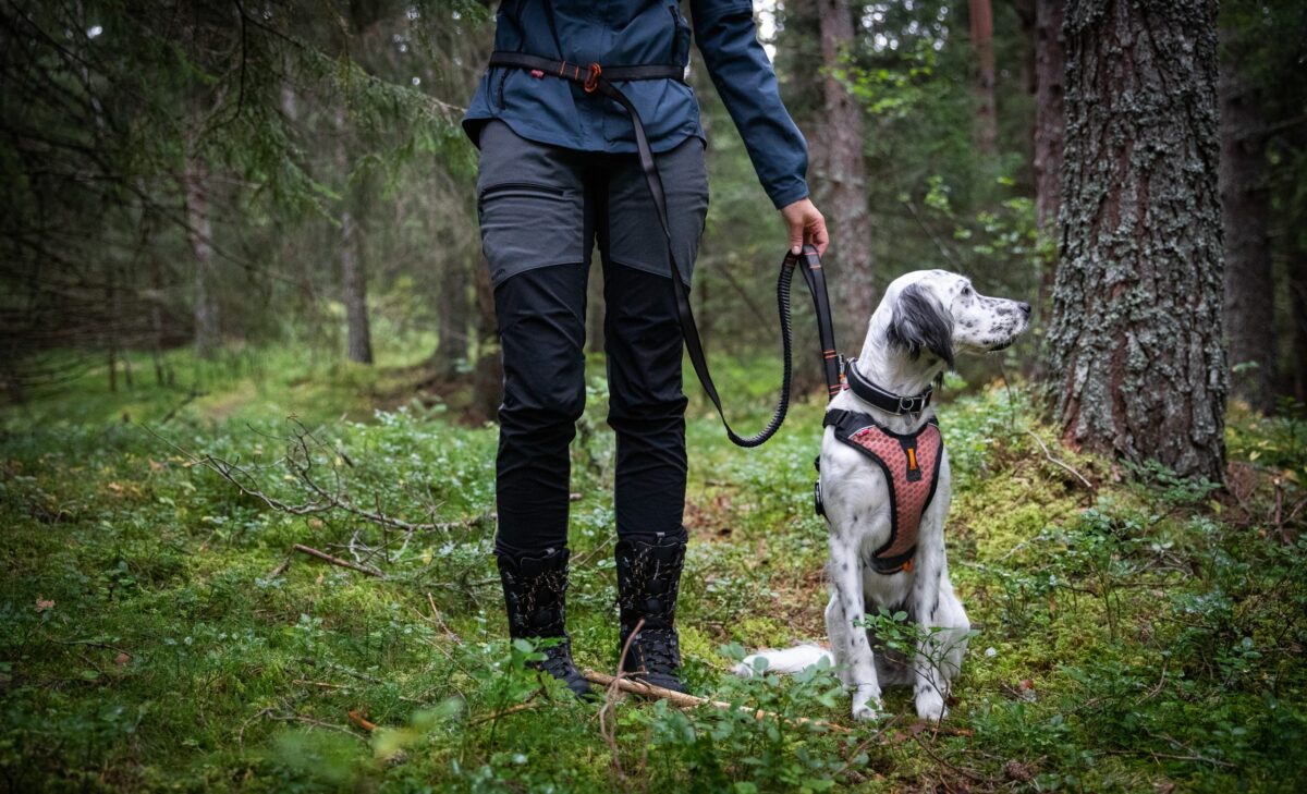 Afbeelding van een zittende jachthond in het bos, met de Touring Adjustable Bungee Leash aan het harnas vastgemaakt. De heupen en benen van de eigenaar zijn te zien, en de leiband is rond de heup voor handsfree wandelen.