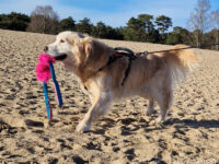Golden retriever in de Soesterduinen met het Yuna speeltje in het roze.