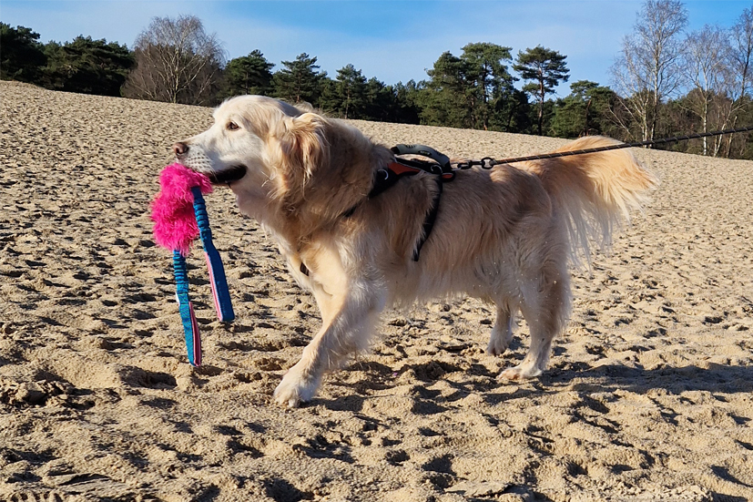 Golden retriever in de Soesterduinen met het Yuna speeltje in het roze.