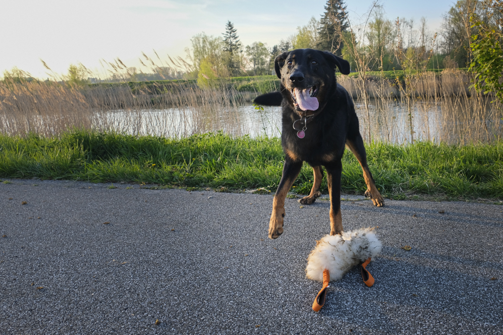 Blije hond aan de vaart met zijn hondenspeeltje uit schapenvacht (mouflon kleurige schapenvacht en twee oranje handvaten)