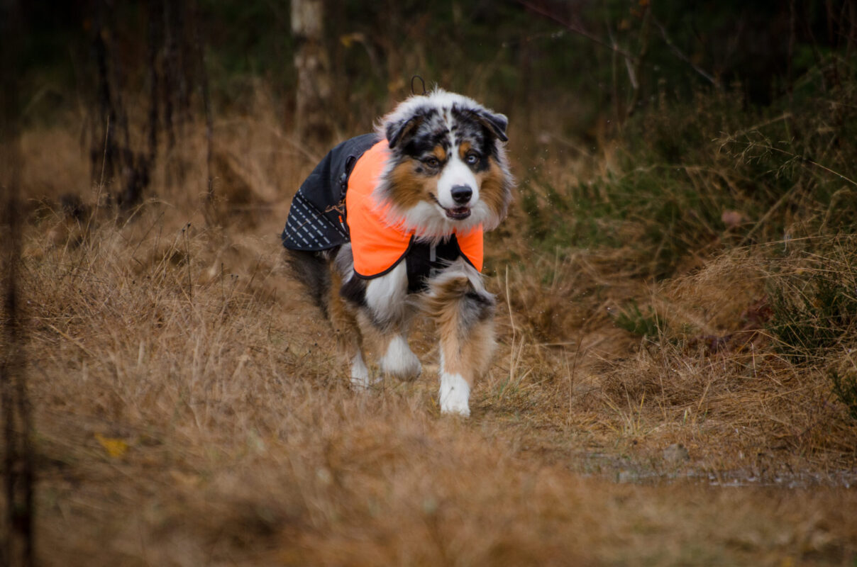 Schattige tricolor australische herder met regenjas in de kleuren oranje-zwart.