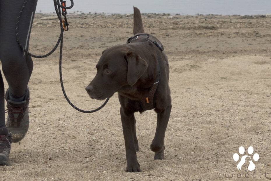 Woofit-foto van labrador Nora, wandelend aan een Tsjechisch meer, met een rock harness en een rock adjustable leash.