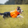 Afbeelding van een rennende hond met de Fjord regenjas.