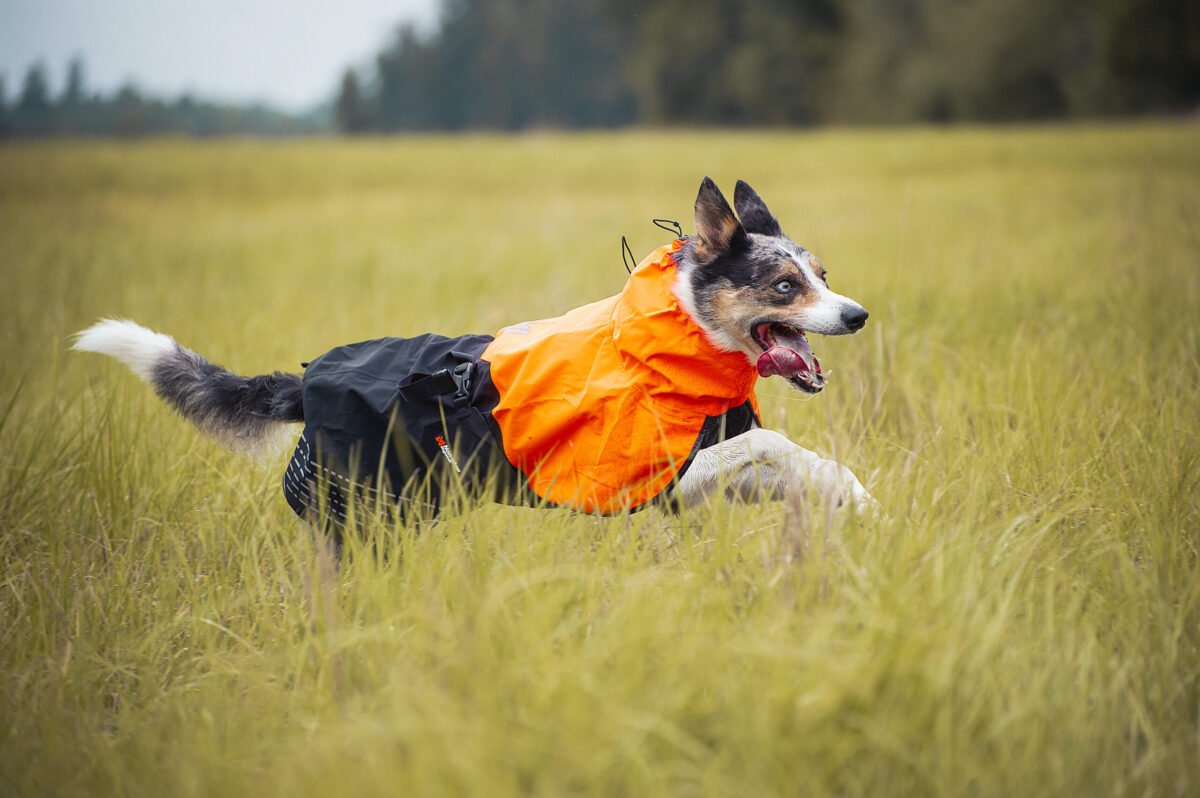 Afbeelding van een rennende hond met de Fjord regenjas.