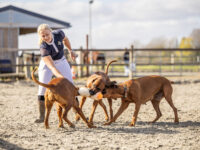 Drie rhodesian ridgebacks spelen met een vrouw en het Indy speeltje op een paardenpiste.
