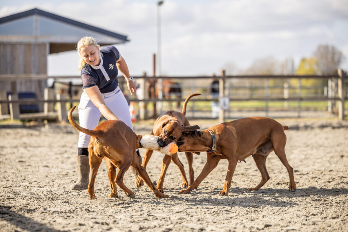 IMG_2048 Drie rhodesian ridgebacks spelen met een vrouw en het Indy speeltje op een paardenpiste.