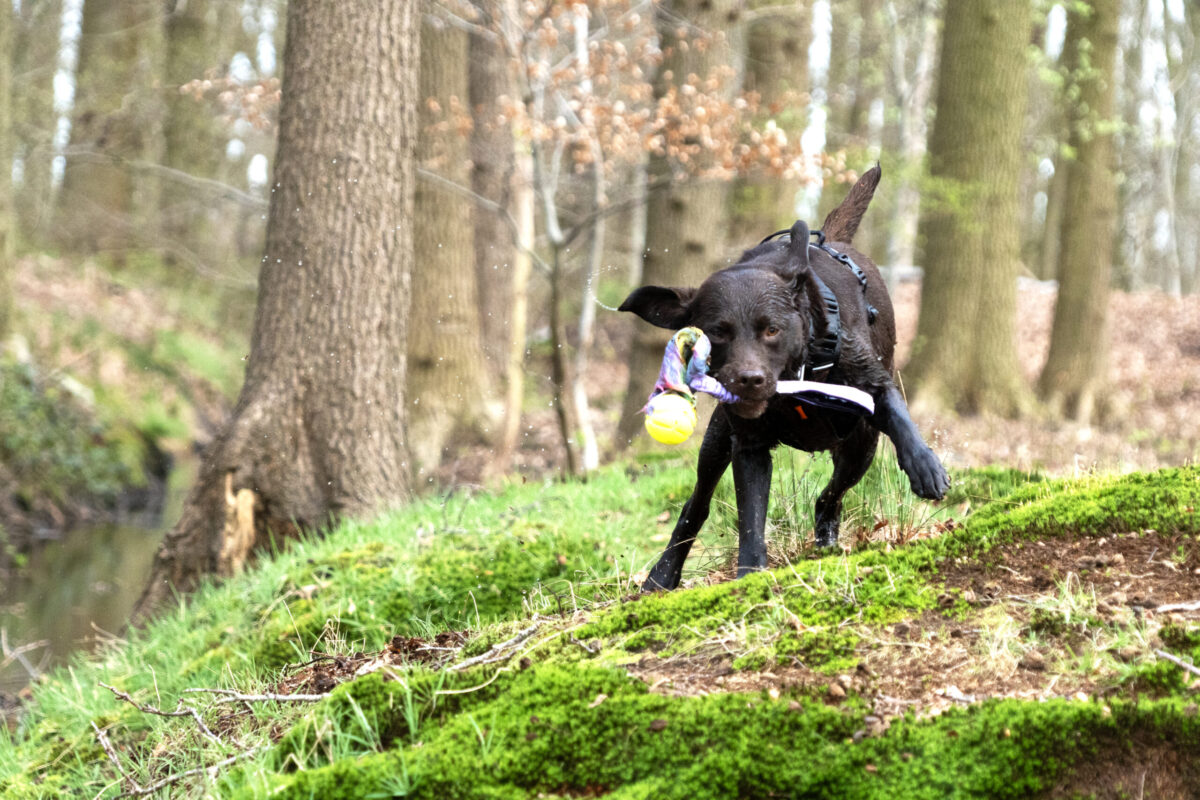 Iris waterspeeltje Nora Donkerbruine werklijn labrador Nora schudt zich uit met nat Iris speeltje in haar muil, net uit de gracht in een bos