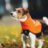 Jack Russel in de regen met de Fjord Raincoat van Non-stop dogwear in het oranje.