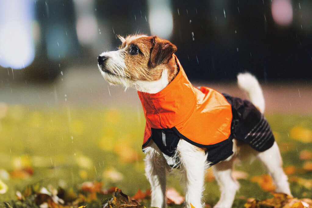 Jack Russel in de regen met de Fjord Raincoat van Non-stop dogwear in het oranje.