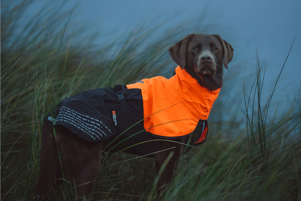Chocolade bruine labrador met grijze snoef en de Fjord honden regenjas in het oranje/zwart.
