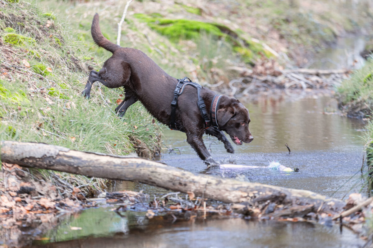 Nora labrador water iris en rock Labrador springt in water om Iris speeltje te halen, draagt Rock harnas en verstelbare halsband van Non-stop dogwear.