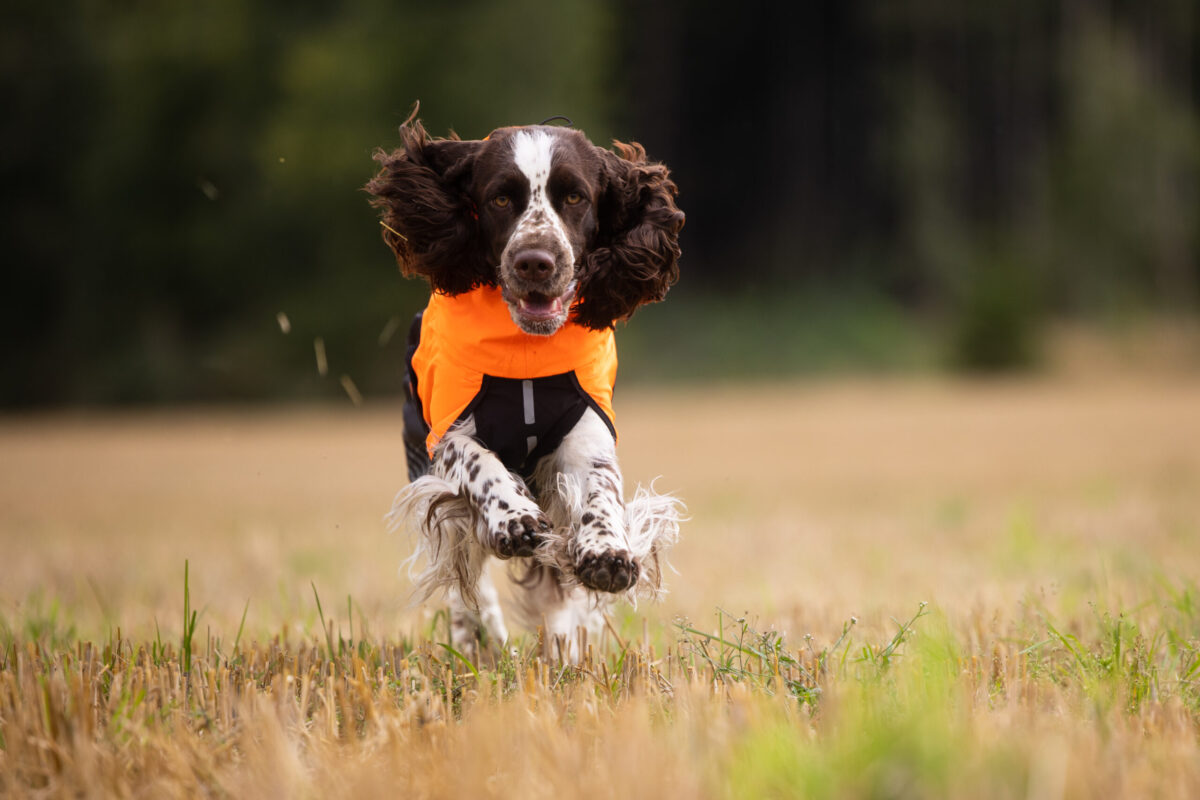 Foto van een rennende spaniël met de oranje-zwarte Fjord regenjas van Non-stop dogwear in een weide, de hond loopt in richting van de camera.