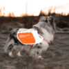 Foto van een sheltie op de heide, gekleed in een fluohesje voor honden van het merk non-stop dogwear.