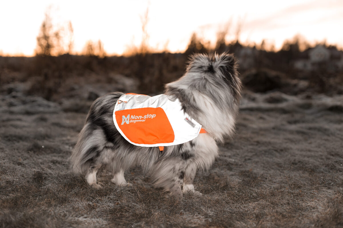 Foto van een sheltie op de heide, gekleed in een fluohesje voor honden van het merk non-stop dogwear.