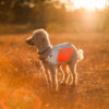 Foto van een poedel met het fluohesje voor honden van Non-stop dogwear (en de tumble collar), staand op de heide tijdens golden hour.