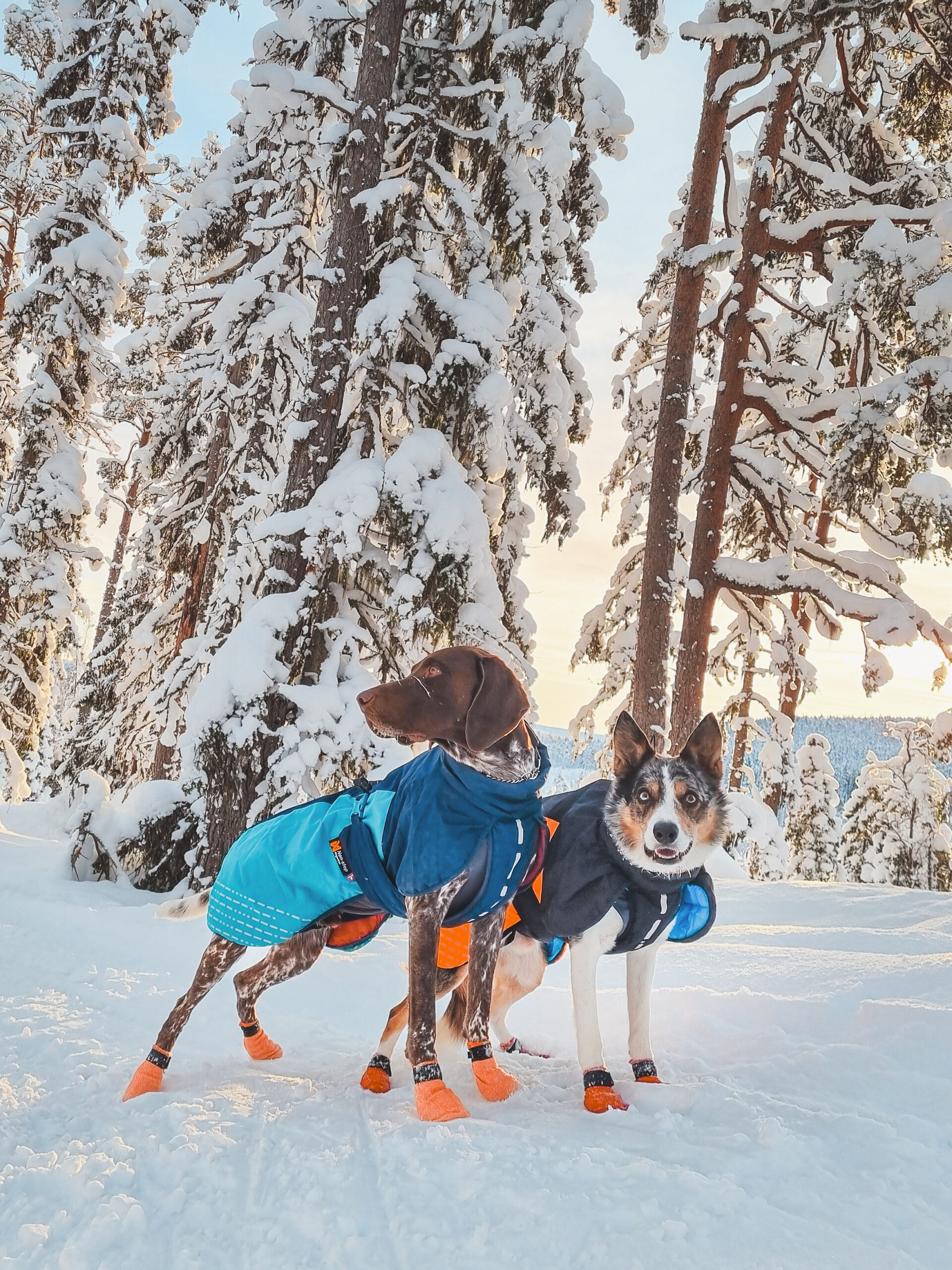 Twee honden in het bos in de sneeuw waarvan 1 bruine GSP (Pointer), elk met een winterjas.