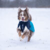 border collie aan het rennen in de sneeuw met de Glacier 2.0 Winterjas voor honden aan in het blauw.