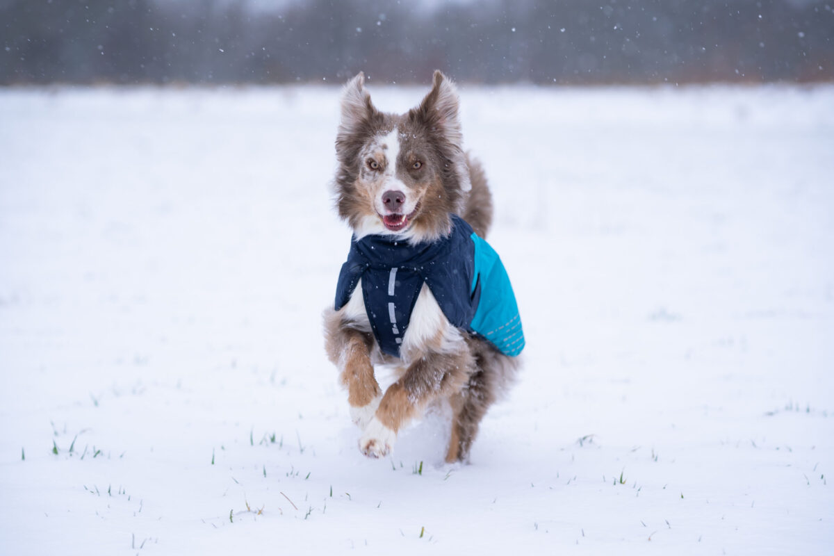 border collie aan het rennen in de sneeuw met de Glacier 2.0 Winterjas voor honden aan in het blauw.