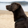 Donkerbruin labradorteefje Nora met Rock harnas, zijkantfoto bij een meer