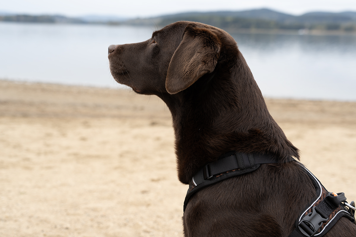 Donkerbruin labradorteefje Nora met Rock harnas, zijkantfoto bij een meer