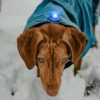 Vizsla met blauwe Orbiloc Clip op hondenjas, kijkend omhoog in de sneeuw, foto genomen van bovenaf