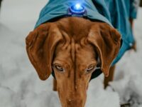 Vizsla met blauwe Orbiloc Clip op hondenjas, kijkend omhoog in de sneeuw, foto genomen van bovenaf