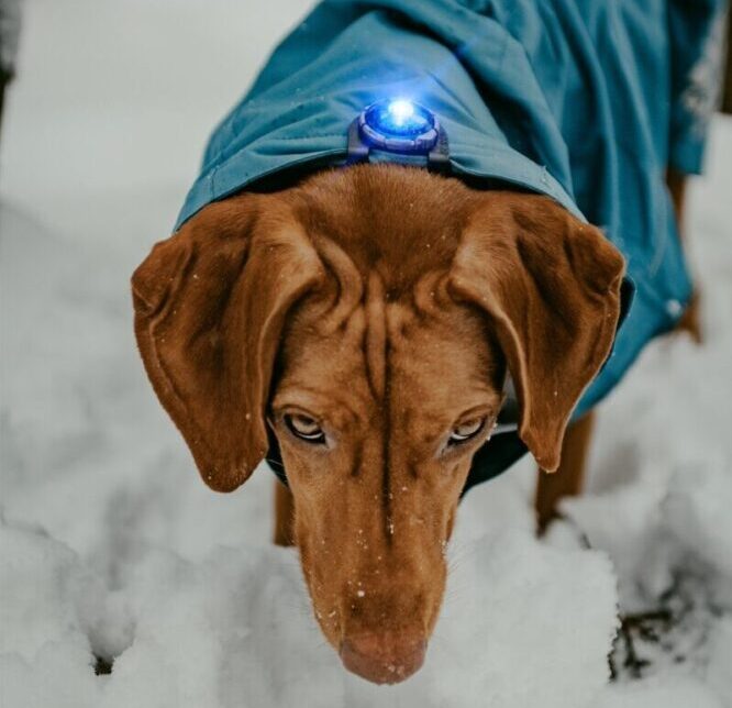 Vizsla met blauwe Orbiloc Clip op hondenjas, kijkend omhoog in de sneeuw, foto genomen van bovenaf