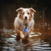 Australian Shepherd Orbiloc blue water;