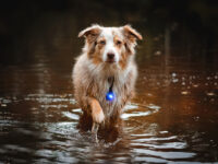 Australian Shepherd Orbiloc blue water;