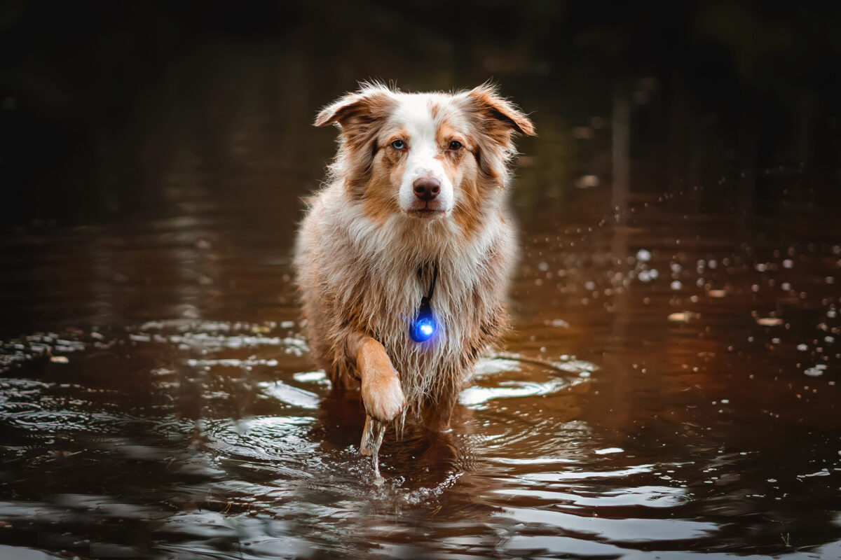 Australian Shepherd Orbiloc blue water;