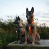 Mechelse Herders in een veld, met Non-stop Dogwear harnassen en Orbiloc Dog Dual lichtjes in amber en zwart (koud wit) bevestigd op hun borst.