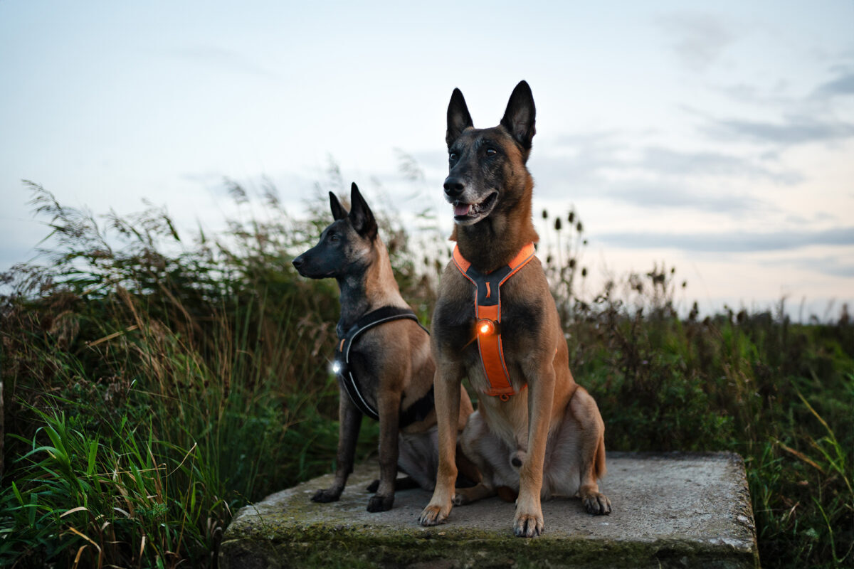 Mechelse Herders in een veld, met Non-stop Dogwear harnassen en Orbiloc Dog Dual lichtjes in amber en zwart (koud wit) bevestigd op hun borst.