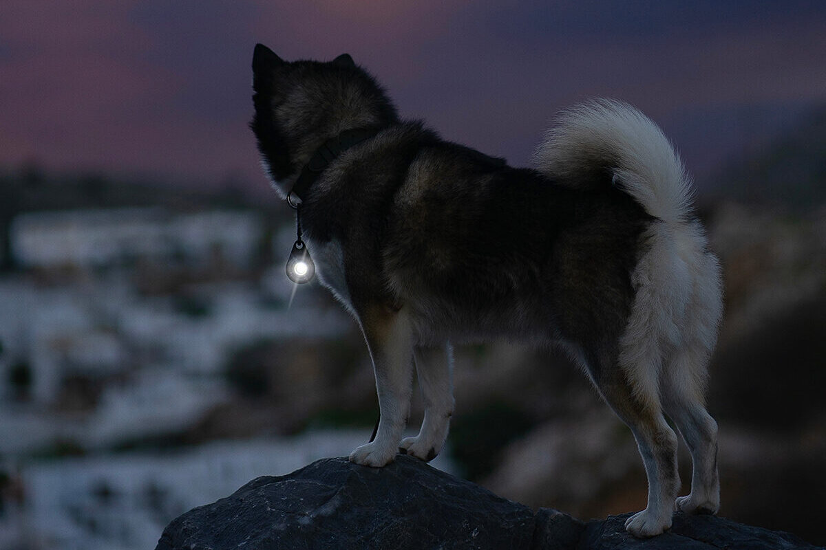Orbiloc Dog Dual Carabiner Pomsky dark.