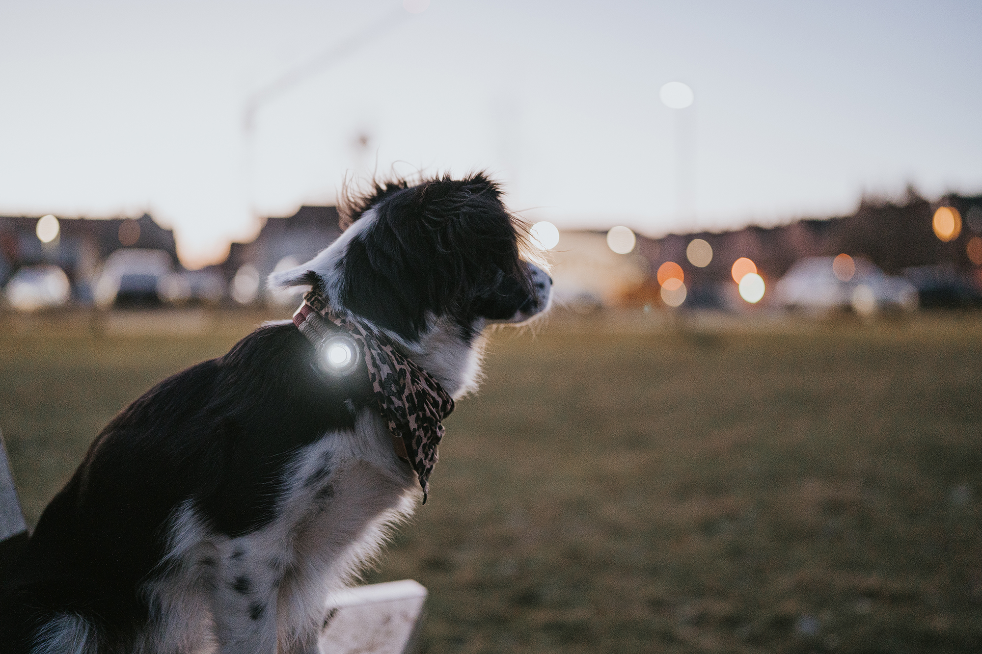 Rug van een Border Collie met een bandana en een 'dark' Orbiloc Dog Dual licht (koud wit) op een camping, zittend in het gras.