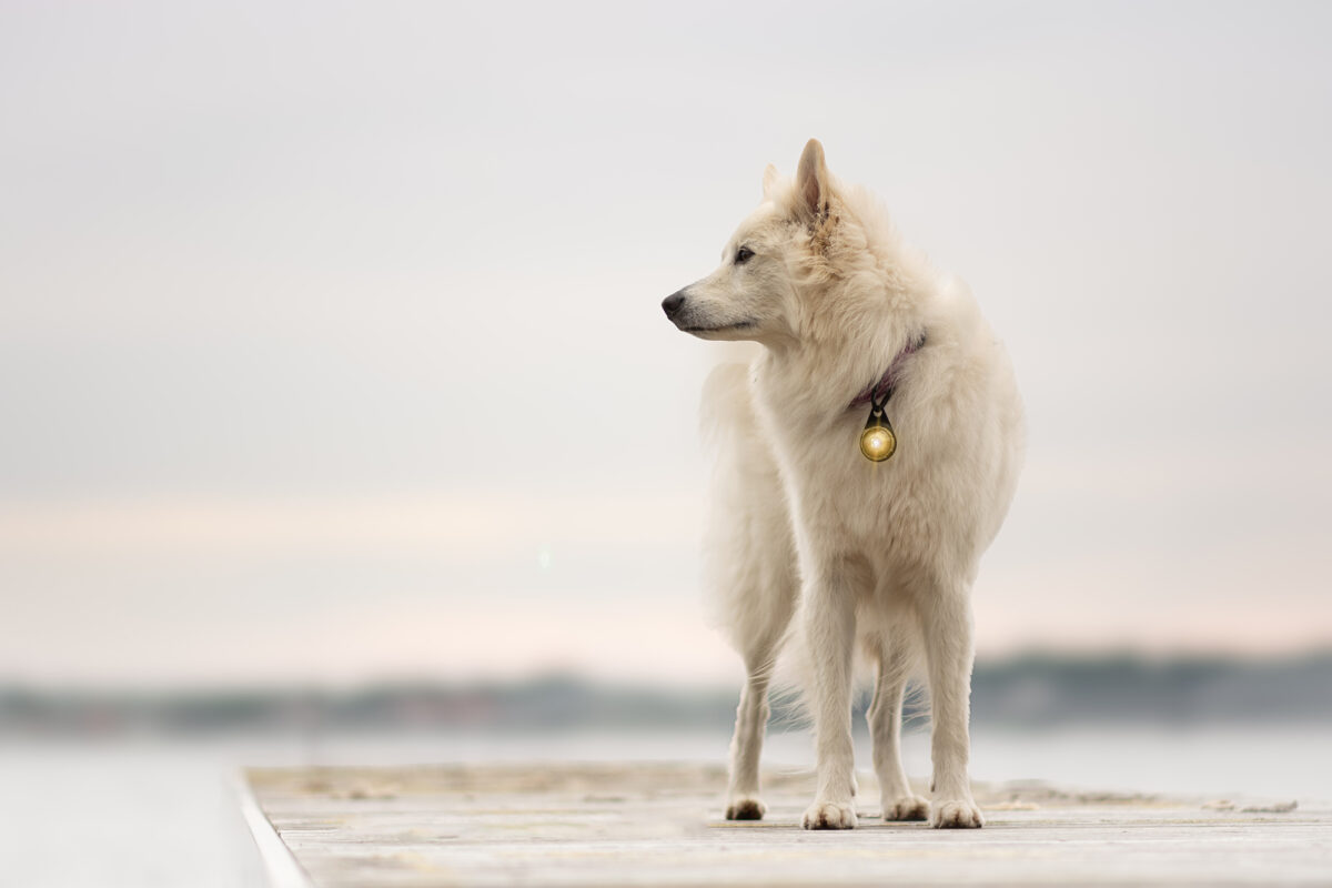 Canadese herder bij de zee met gouden Orbiloc Dog Dual licht en karabijnhaak.