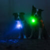 Foto van twee bordercollies in het donker, de ene hond met een groen schijnend Orbiloc Dog Dual lichtje en de andere met een blauw